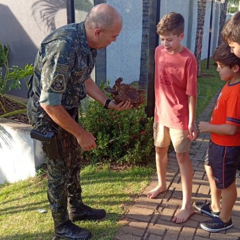 Jabuti é resgatado em área urbana de Presidente Prudente
